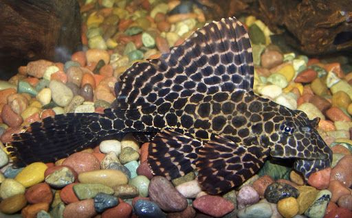 Pleco | Sumber: hipwallpaper.com