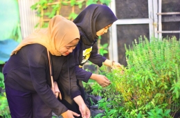 Serius: mahasiswa KKN 33 merawat tanaman di KRPL. Dokpri. 