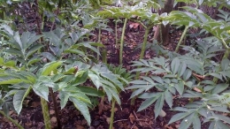 Ilustrasi tanaman porang | karungberas.com