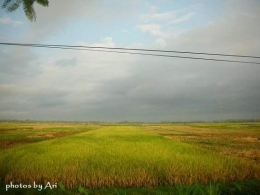 Photo by Ari. Pematang sawah di kampung halaman
