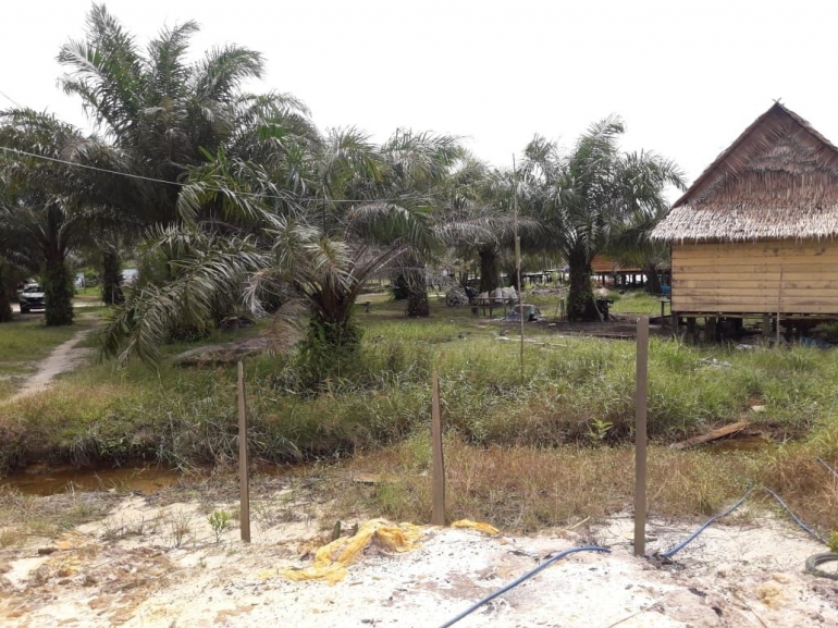 Kebun kelapa sawit di Sungai Upang (dokpri)