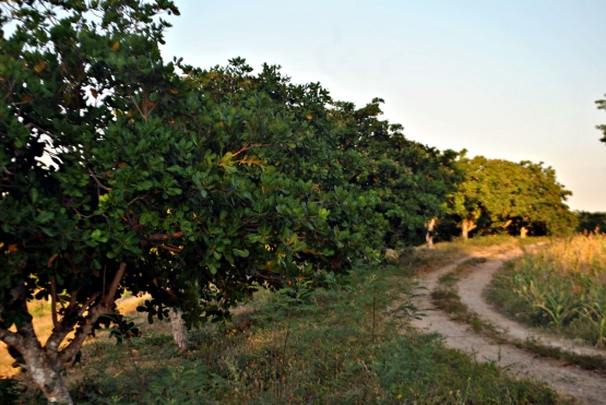 Pohon jambu mete ditanam di pinggir jalan (Dokpri)