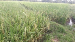 Gambar: Lahan pertanian dengan sumber air pompanisasi sumur bor di Desa Waetuwo Kab. Wajo.  Sumber; Dokpri Kades Waetuwo