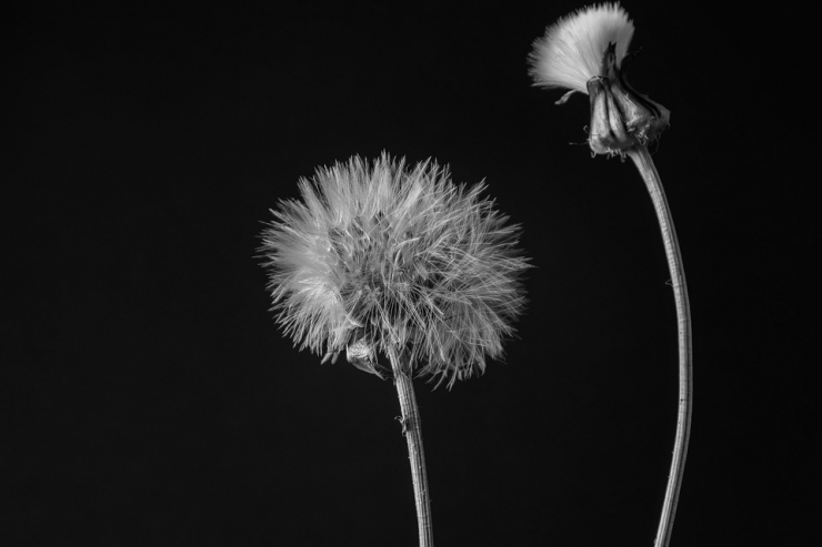 ilustrasi bunga yang tertiup angin. (sumber: pixabay/tanersoyler)