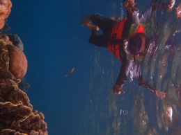 Aneka biota laut laksana aquarium raksasa di dasar laut (photo by PT Wakatabi Dave Trip)