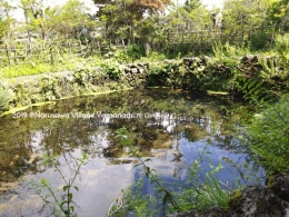 Lingkungan hijau di area Oshino Hakkai dengan salah satu kolamnya. Dokumentasi pribadi