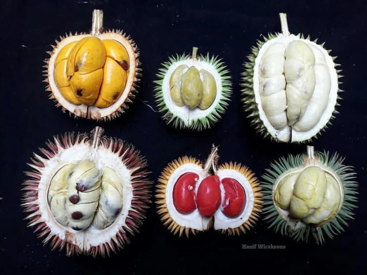 Sebagian Koleksi Durian Khas Marajai (Foto : Hanif Wicaksono)