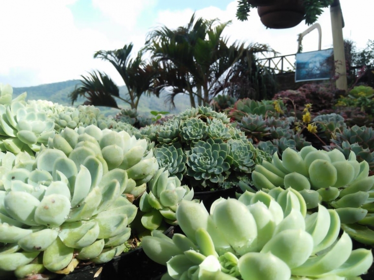 Beraneka jenis bunga yang dijual di Bukit Gundaling, Berastagi (dokpri)