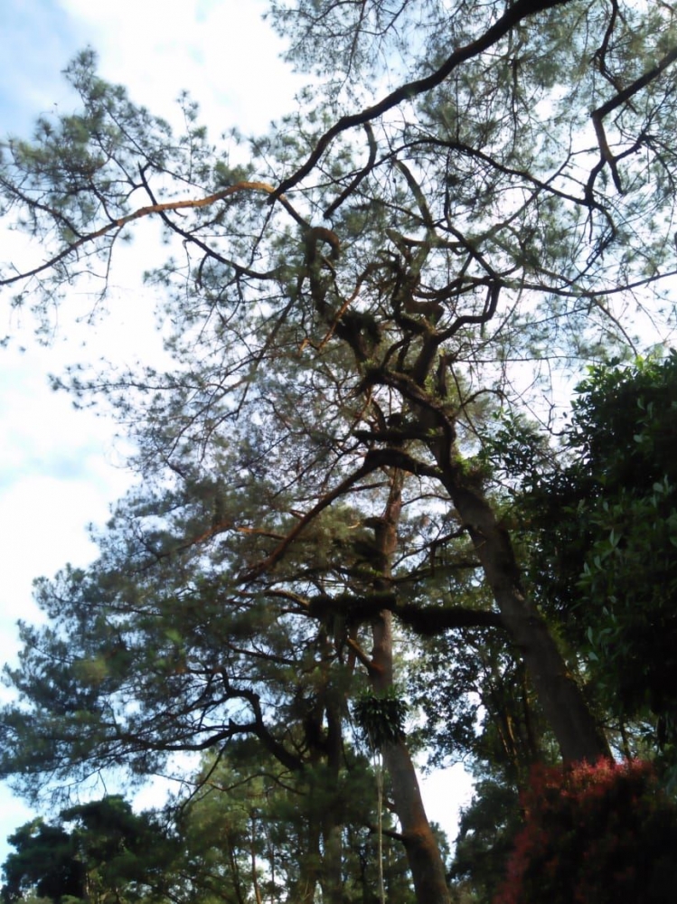Pohon-pohon cemara menjulang tinggi yang mudah dijumpai di sekitar kota Berastagi (dokpri)