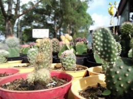 Beraneka jenis kaktus yang dijual di Bukit Gundaling, Berastagi (dokpri)