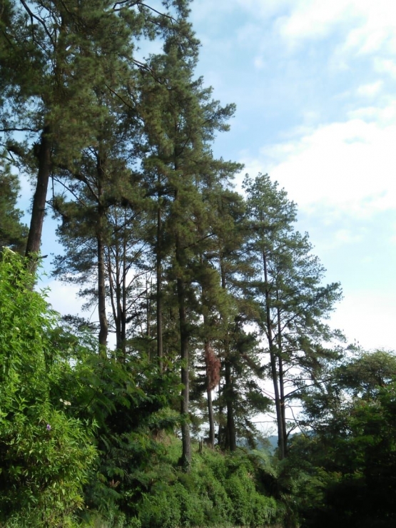 Pohon-pohon cemara menjulang tinggi yang mudah dijumpai di sekitar kota Berastagi (dokpri)