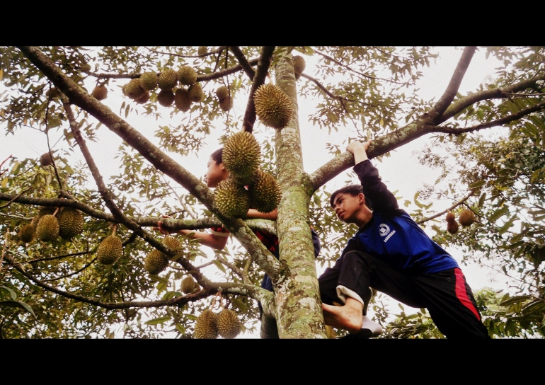 Panen durian di lahan pesantren (Dokpri)