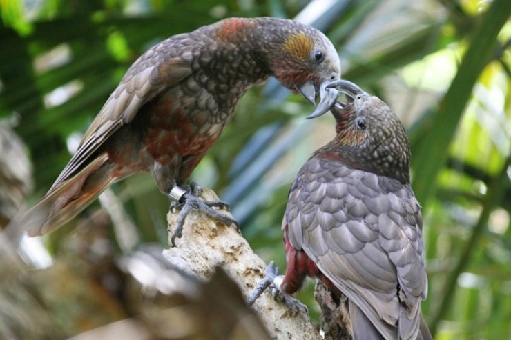 Ilustrasi. Burung tak lagi bergairah melampiaskan birahinya. Foto | Hai-Online.com