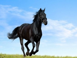 Sang kuda Hitam, selalu penuh kejutan!  (wallpapercave.com)