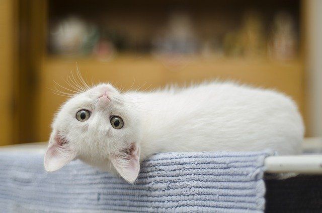 Anak kucing yang malang, ditelantarkan induknya (gambar: pixabay)