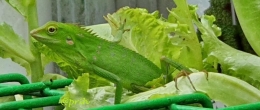 Bunglon di tanaman selada (dok pri)