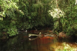 Kawasan Hutan Batangtoru 