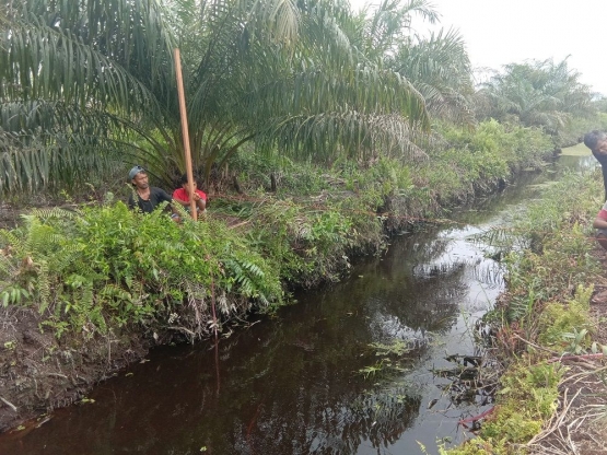 Perkebunan sawit dan kanal di lahan gambut