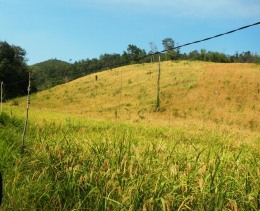 Pertanian Ladang Dayak, basis perayaan pesta rakyat Kalimantan.