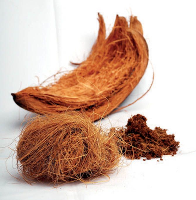 Sabut Kelapa Yang Cocok Sebagai Media Tanam Kompasiana Com
