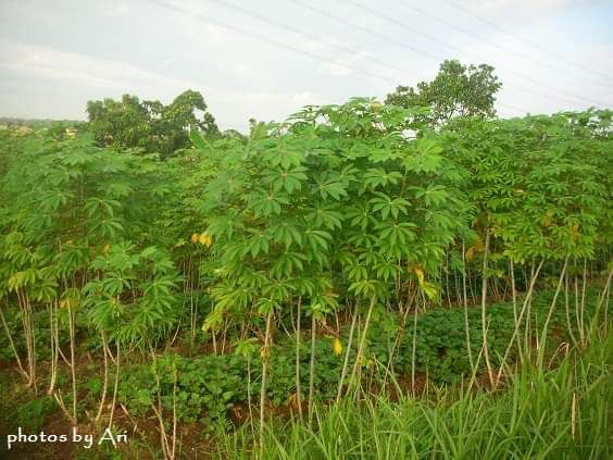 Ladang singlong di desa. Photo by Ari