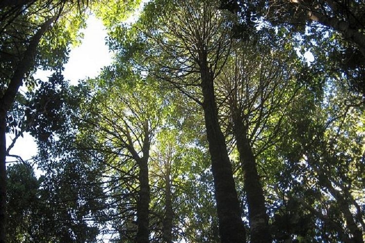 Ilustrasi pohon langka yang ditemukan di hutan. (sumber: kompas.com)