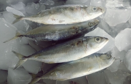 Ikan Kembung (dok. pribadi)