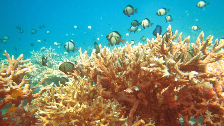 Terumbu buatan yang menggunakan teknik transplantasi karang yang telah berhasil tumbuh.