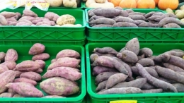 Ubi ungu termasuk pangan lokal yang berasal dari kelompok ubi jalar (Dokpri)