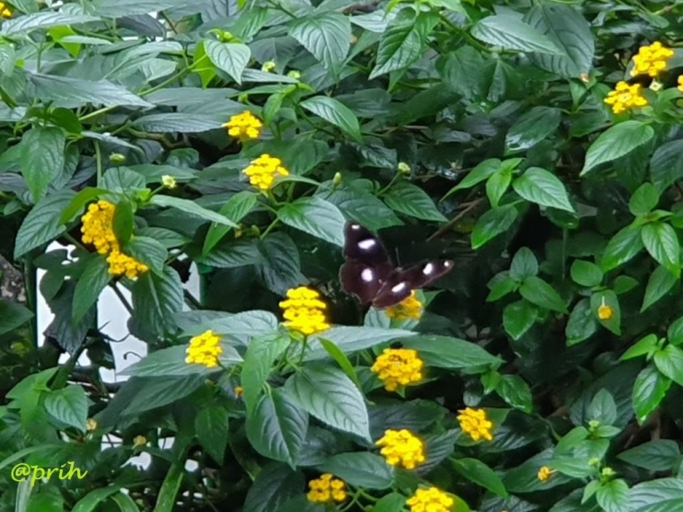 Kupu-kupu di Kembang Lantana camara (dok pri)