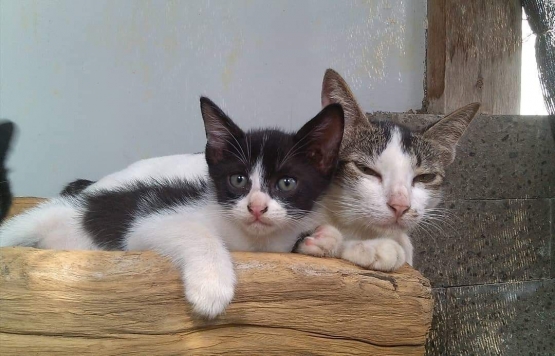 Kucing itu memiliki jiwa kasih sayang juga loh. Seperti emak pus yang sayang pada anaknya. (Foto: Wahyu Sapta).