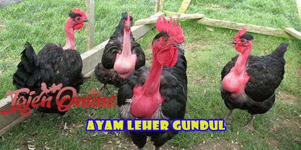 ayam leher gundul | https://tajenonline.live/mengenal-legund-atau-lebih-dikenal-ayam-leher-gundul/