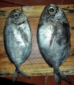 ikan marmoyo (dokpri)
