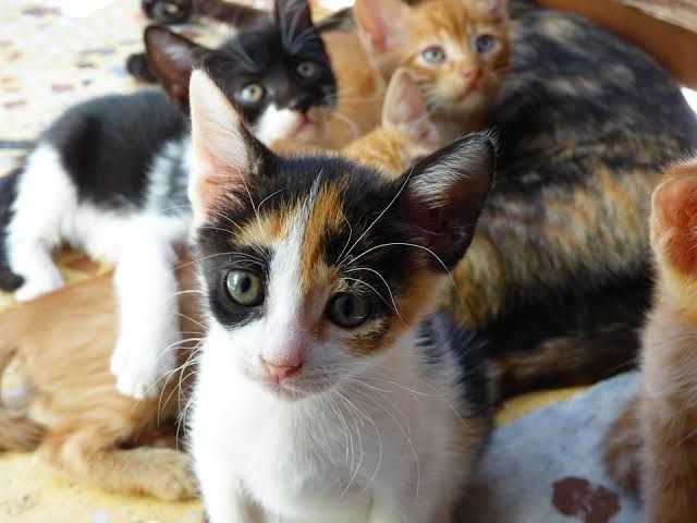 Sejak dulu kucing-kucing meramaikan kantin ITS (ilustrasi: pixabay)