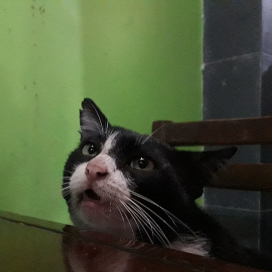 Kucing bisa menjadi teman bicara. Foto: Wahyu Sapta.