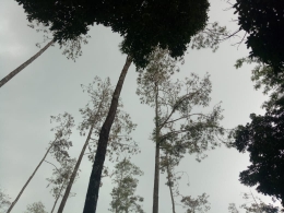 Hutan Kalipang Kec. Grogol Kab. Kediri