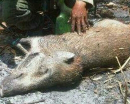 babi mati ( dokpri)