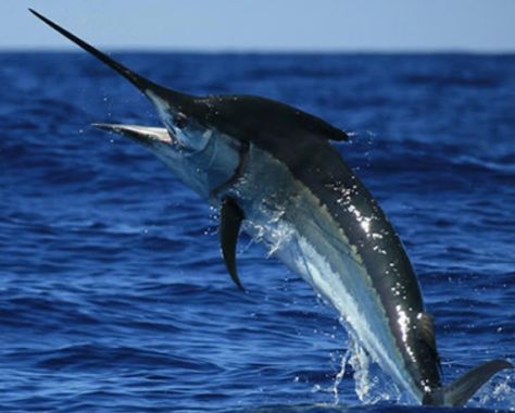 Ikan Marlin Hitam (Makaira indica)