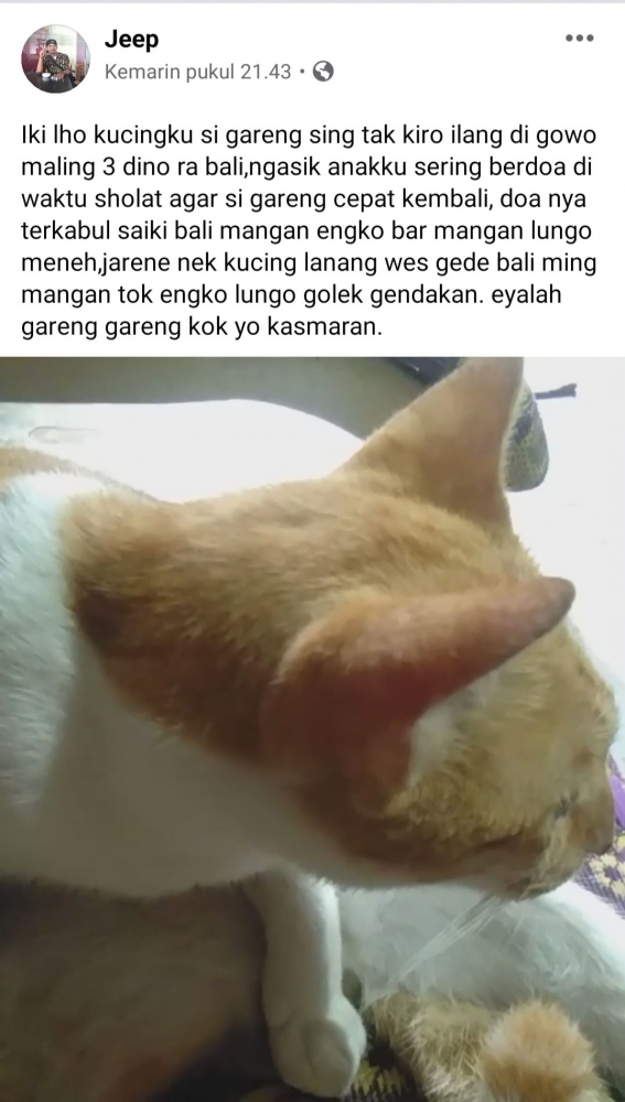 Kucing Masih Jadi Idola Hewan Peliharaan Kompasiana Com