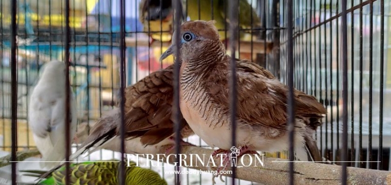 Pasar Burung Palembang (foto : deddyhuang.com)