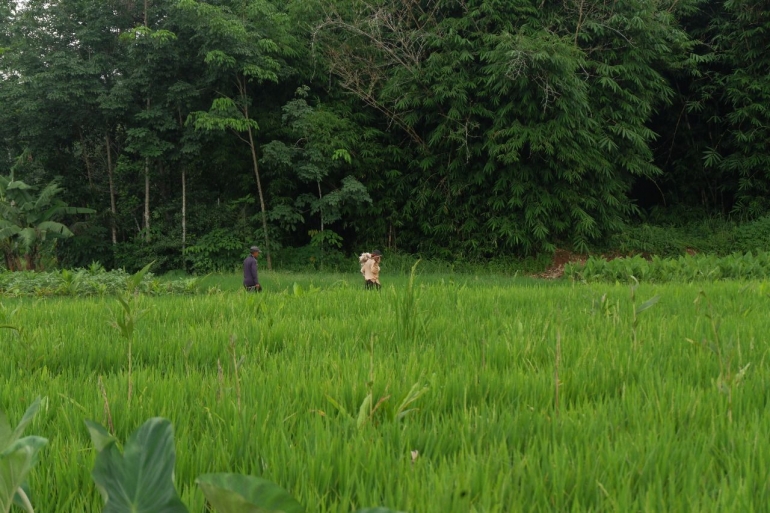 Area persawahan desa Gandoang, Sumber  :dok Pribadi