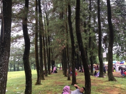 Suasana Hutan Pinus Bilabong | Dok. pribadi