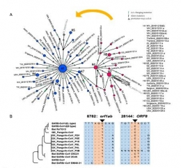 Analisis haplotype virus SARS-CoV-2 | Xiaolu Tang, et.al.| NSR Journal