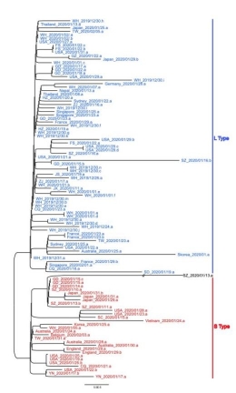 Pohon filogenetik tanpa akar dari genom 103 SARS-CoV-2 | Xiaolu Tang, et.al.|NSR Journal