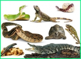 Ragam reptil dan melata. | Gambar: Ekor9.com