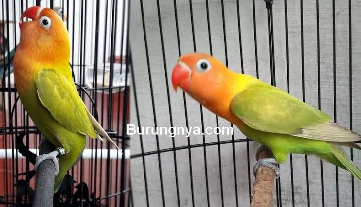 Lovebird sering dipelihara dewasa ini. | Gambar: Burungnya.com