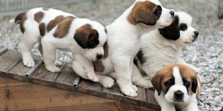 Anjing menjadi peliharaan tepat bagi mereka yang menyukai teman berjalan dan berolahraga. | Gambar: Thelittlefriend.com