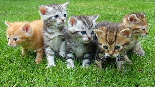 Kucing biasanya dipelihara untuk teman bermain anak-anak. | Gambar: CNNIndonesia.com