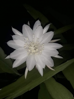 Bunga Wijaya Kusuma. The Cereus. Photo by Ari