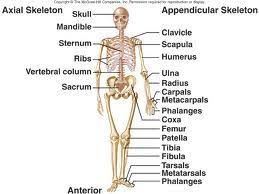Sumber:http://ayoncrayon5.blogspot.com/2012/11/anatomi-fisiologi-muskuloskeletal.html?m=1